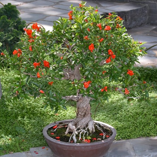 Punica dwarf pomegranate - dwarf, 1
