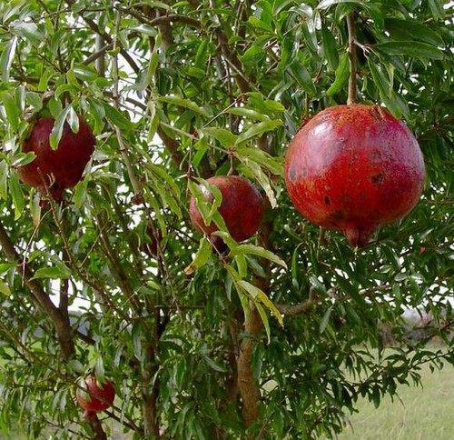 Pomegranate wonderful - 'wonderful',
