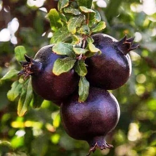 2000 pomegranate fruit - pomegranate,