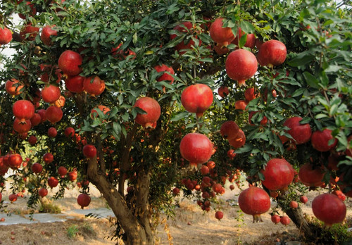 Bonsai pomegranate seeds - bonsai,