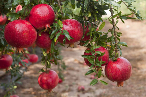 Live pomegranate plants - 3, –