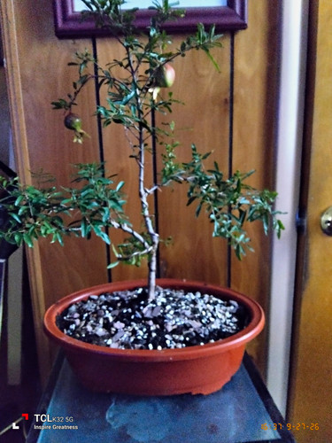 Pomegranate bonsai tree - pomegranate,