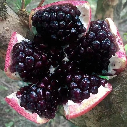Giant black pomegranate - 50,