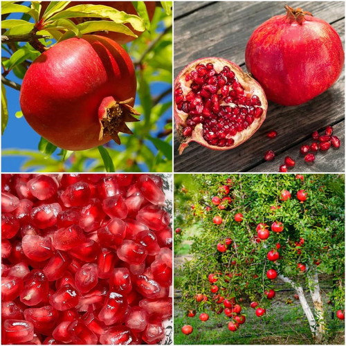 Pomegranate tree seeds for - 50,