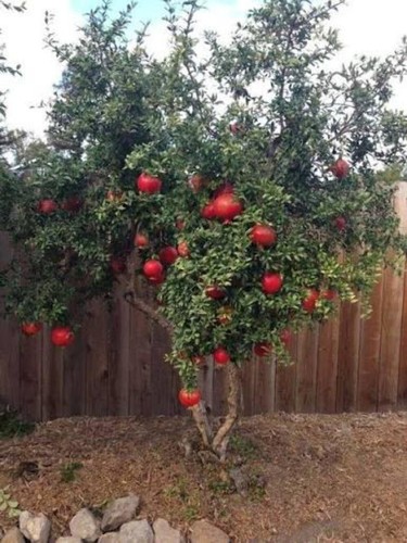 Pomegranate tree live sprouts