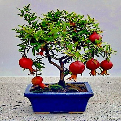 Dwarf pomegranate tree - 20,