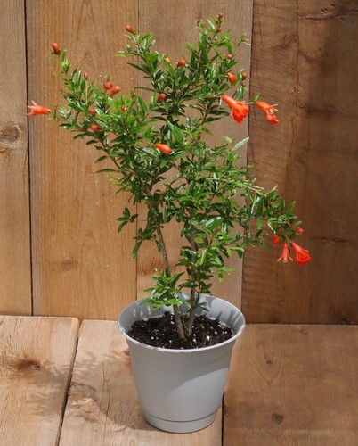 Dwarf pomegranate punica - pomegranate,,