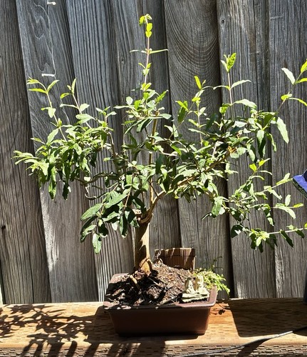 Pomegranate bonsai tree - xl,
