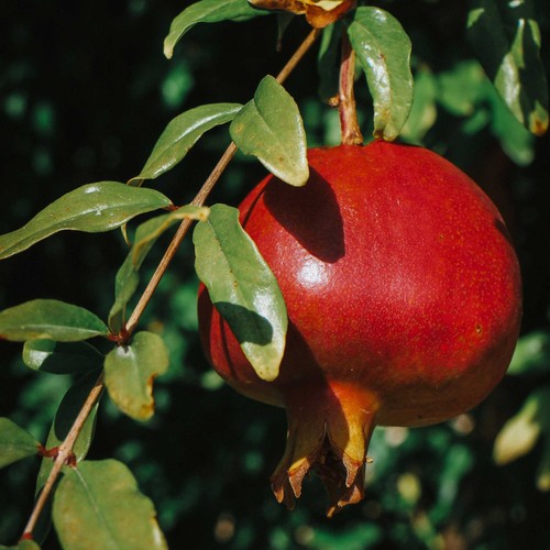 Texas pink pomegranate tree - pomegranate,