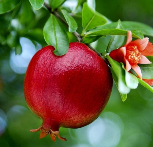 Live plants pomegranate fruit - live,