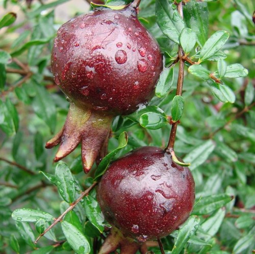 Purple pomegranate seedss - purple,