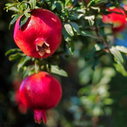 Wonderful pomegranate tree - pomegranate,