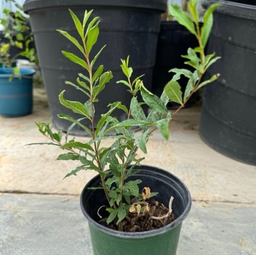 Organic red pomegranate plant - organic,