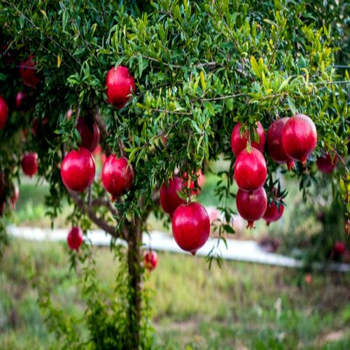 Dwarf pomegranate tree - pomegranate,