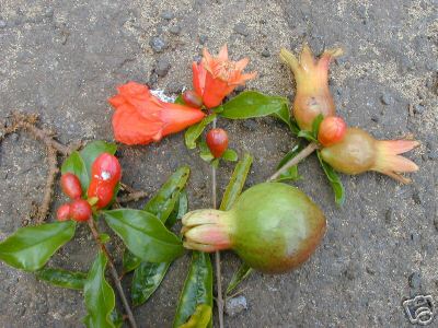 Punica granatum nana dwarf - granatum,