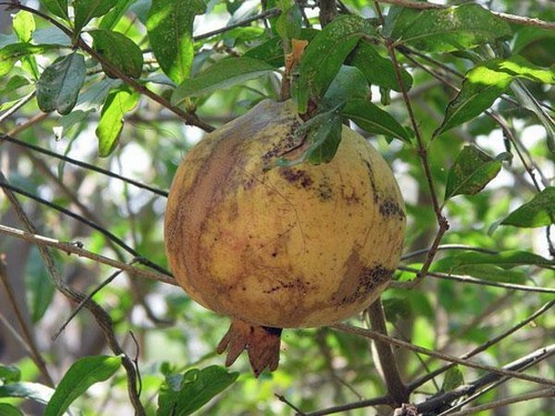 Punica granatum white - |,