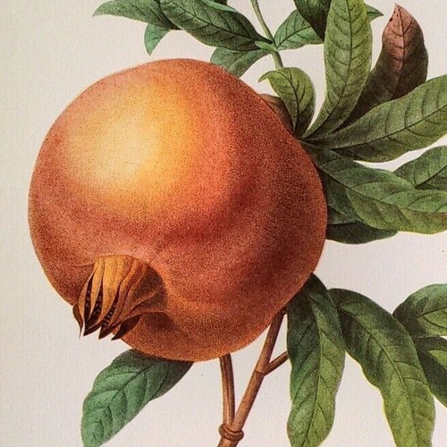 Redoute fruit grenadier - p.,