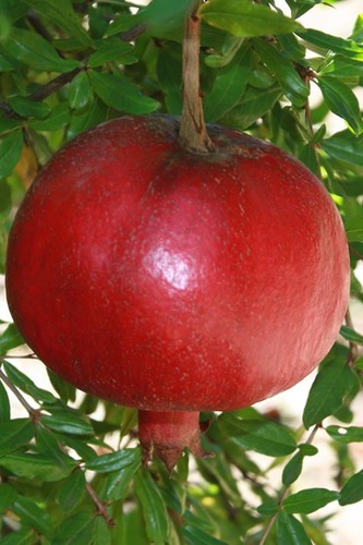 Parfianka pomegranate tree - pomegranate,