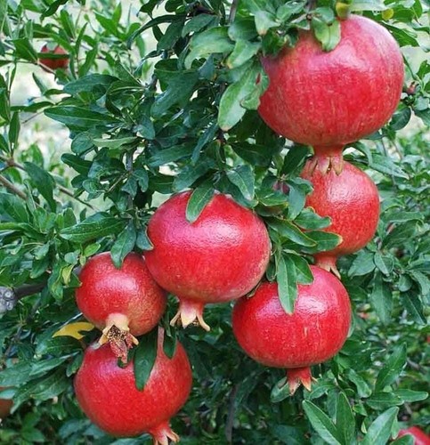 Dwarf pomegranate nana live - pomegranate,