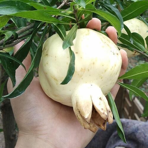 100 pomegranate fruit seedss - 100++,