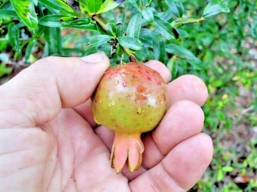 Dwarf pomegranate seeds - pomegranate,