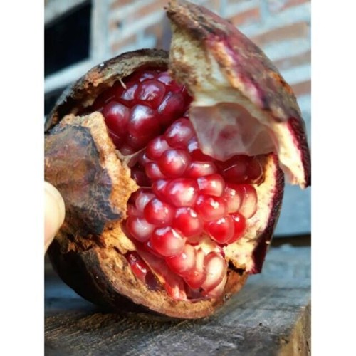 150 black wulung pomegranate - 150+,