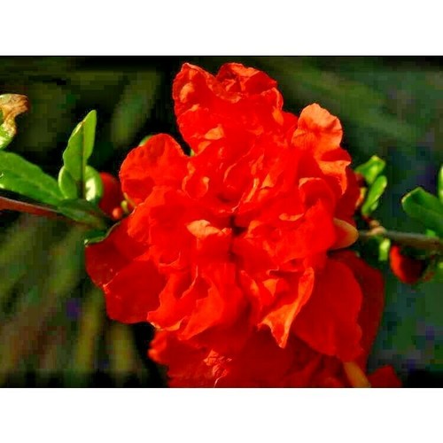Gosai ryu pomegranate - 15, gosai-ryu