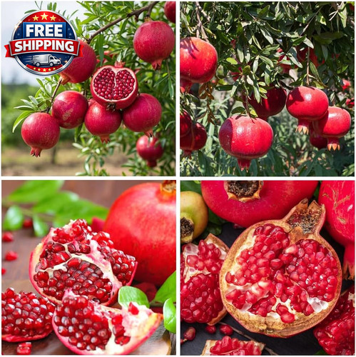 Pomegranate fruit tree - pomegranate,
