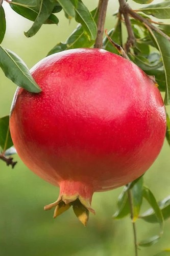 Salavatski pomegranate - salavatski,