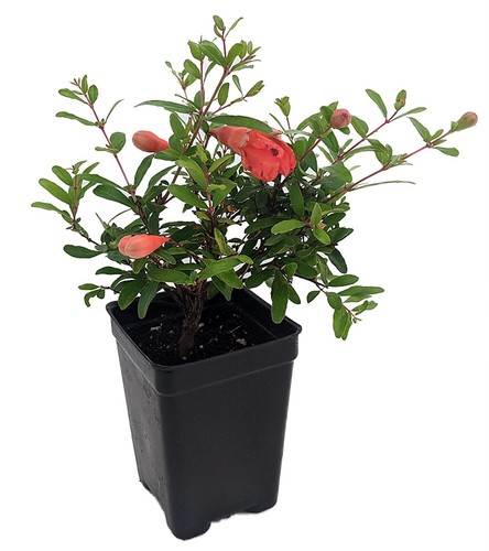 Dwarf pomegranate plant - pomegranate, plant-