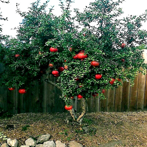Dwarf pomegranate tree - pomegranate,