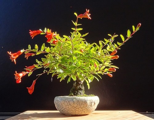 Punica granatum nana dwarf - punica,