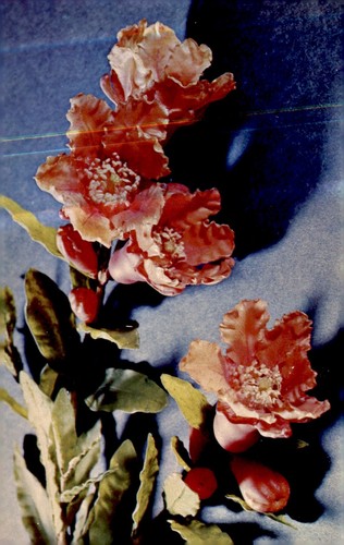 Punica granatum blaschka - granatum,,