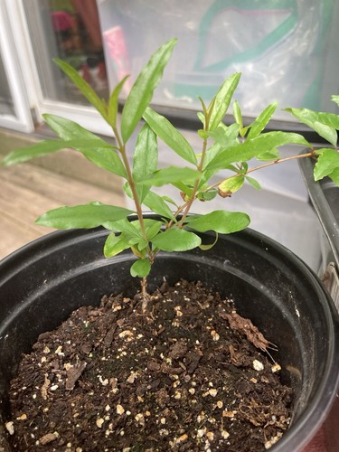 Dwarf pomegranate punica - dwarf, (punica