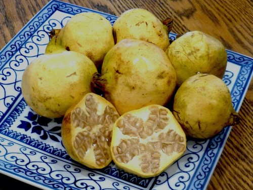 Punica granatum white - granatum,