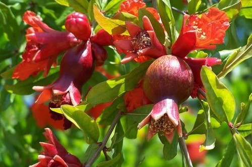 Dwarf pomegranate punica - dwarf, (punica