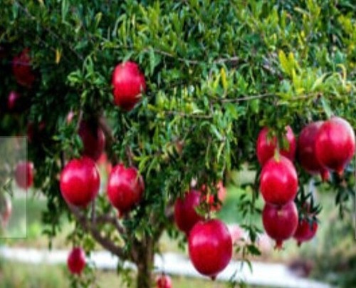 50pcs dwarf pomegranate tree - pomegranate,