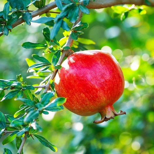 100 rumi pomegranate - 100+,