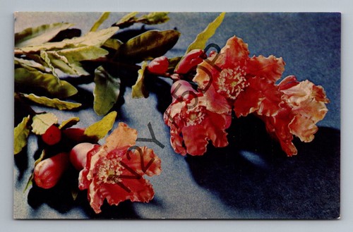 Punica granatum blaschka - punica,