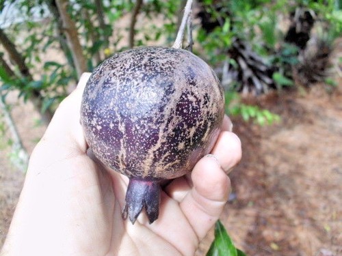 Eight ball pomegranate - eight,