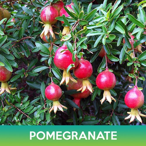 Pomegranate seed punica - pomegranate,