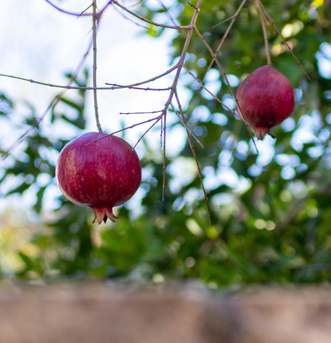 Khandari pomegranate seedss - khandari,