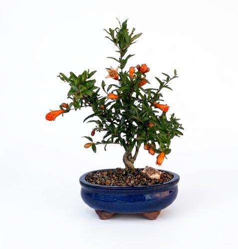 Pomegranate bonsai tree live - pomegranate,
