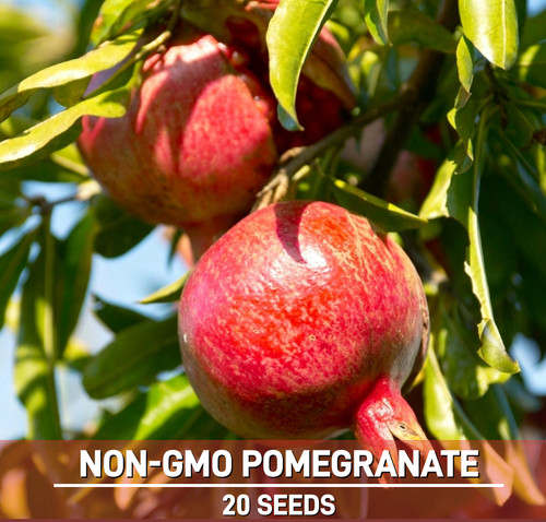 Dwarf pomegranate tree - pomegranate,