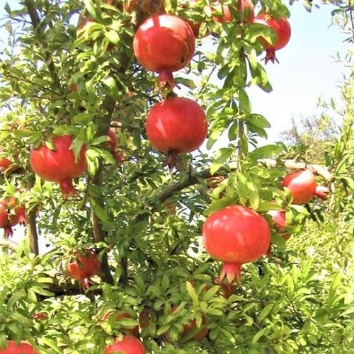 Pomegranate sweet punica - -,