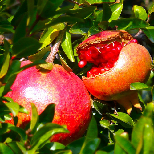 Pomegranate tree seeds for - pomegranate,