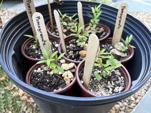 Pomegranate seedling punica - seedling, (punica