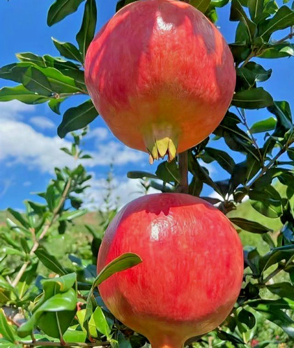 150 giant turkish pomegranate - giant,