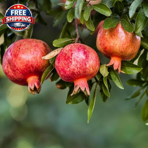 Pomegranate tree seeds - tree, for