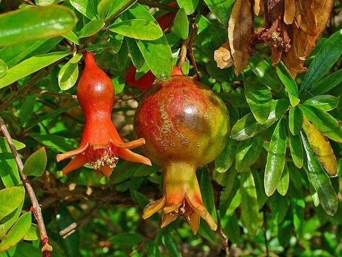 Punica granatum pomegranate - granatum,